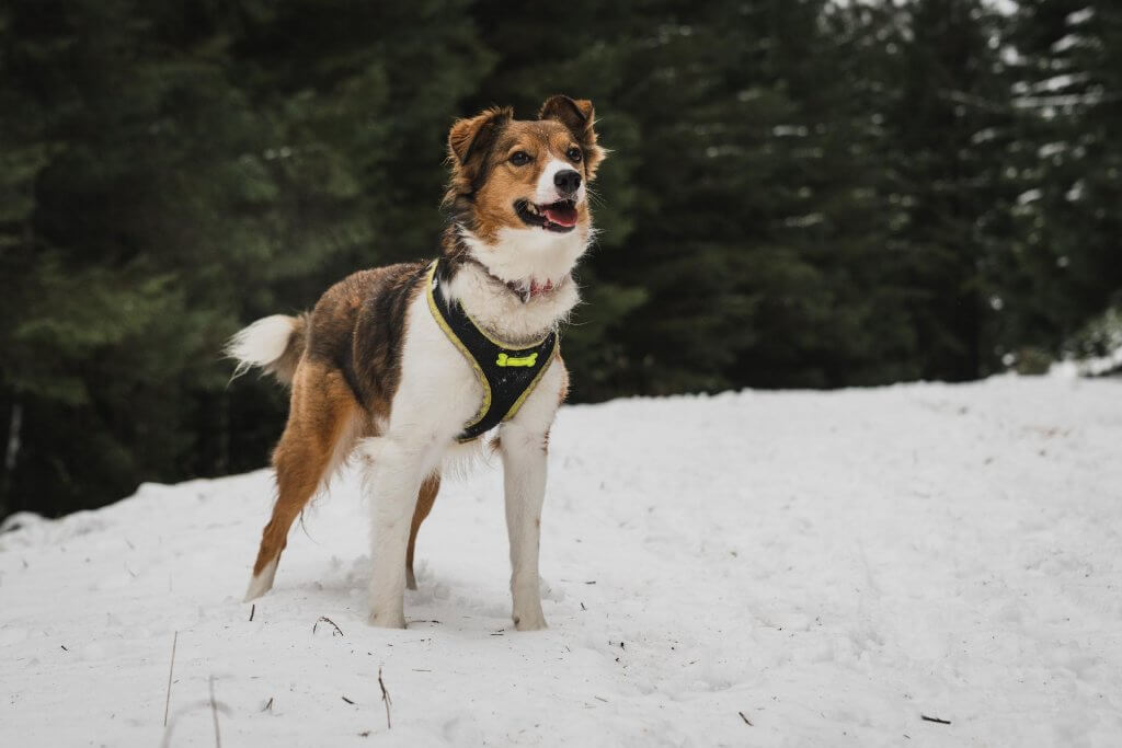 Dog with harness that fits well