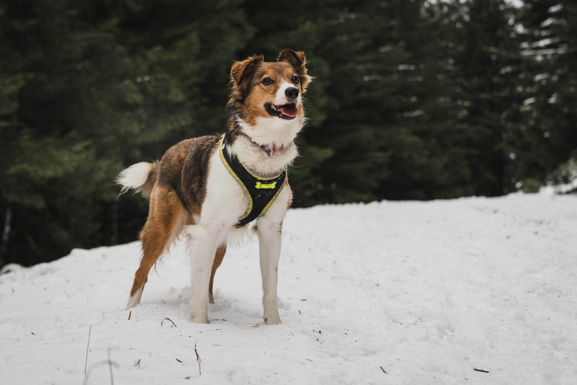 Best escape proof dog harness